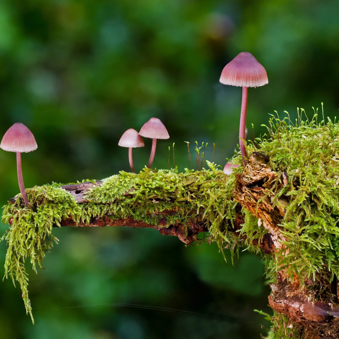 Champignons et mousse dans un jardin