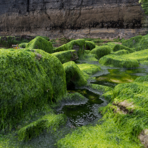 Algues terrestres sur des rochers