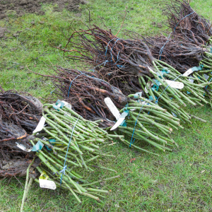 Des arbres et arbustes réchauffés