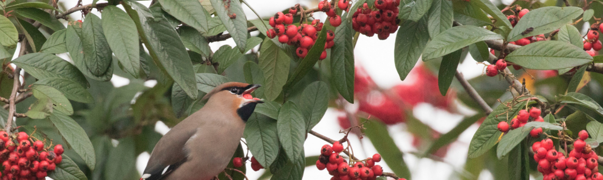 oiseau qui grignote les baies rouges d'un arbre