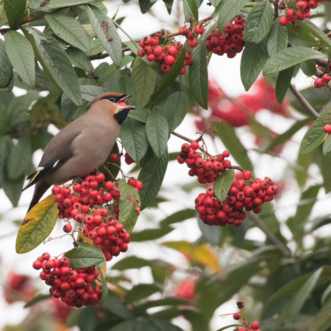 Oiseau qui grignote les baies rouges d'un arbre