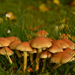 champignons oranges dans l'herbe