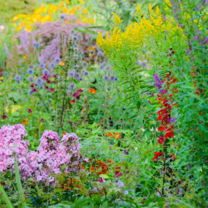 Chaos gardening, le jardin sauvage