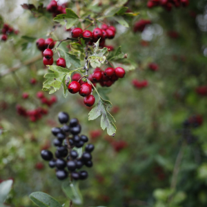 Mix de baies rouges et noires sur leurs arbustes