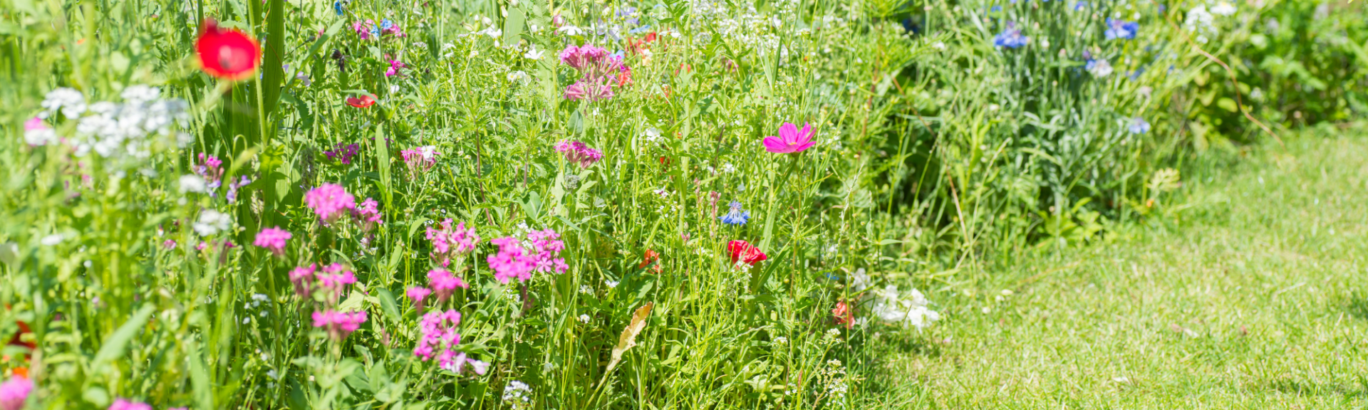 Jardin naturel : tendance forte