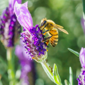 Un jardin sauvage et accueillant