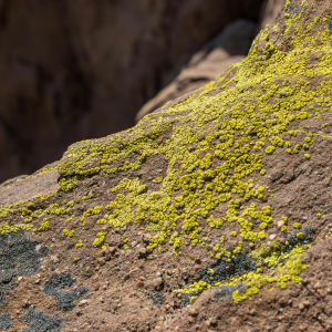 Lichens sur un tronc d'arbre