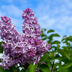 Le lilas de californie