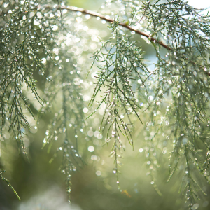 Quelle météo pour votre jardin ?