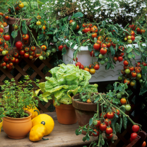 Cultiver un mini potager