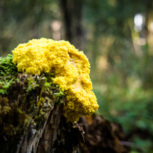 Myxomycète sur un tronc d'arbre