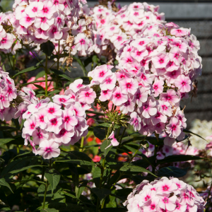 Plante Phlox paniculata