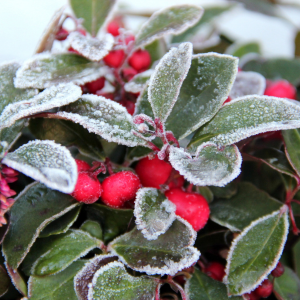 Plantes résistantes au froid