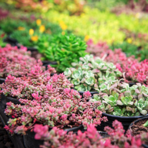 photo de plantes grasses couvre sol sedum cauticola