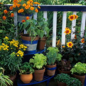 Balcon orné de fleurs jaunes et oranges